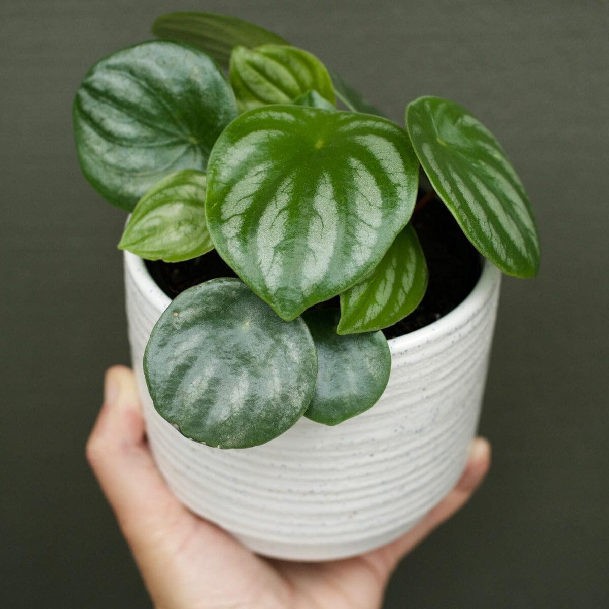 Peperomia Watermelon Brookfield Gardens 