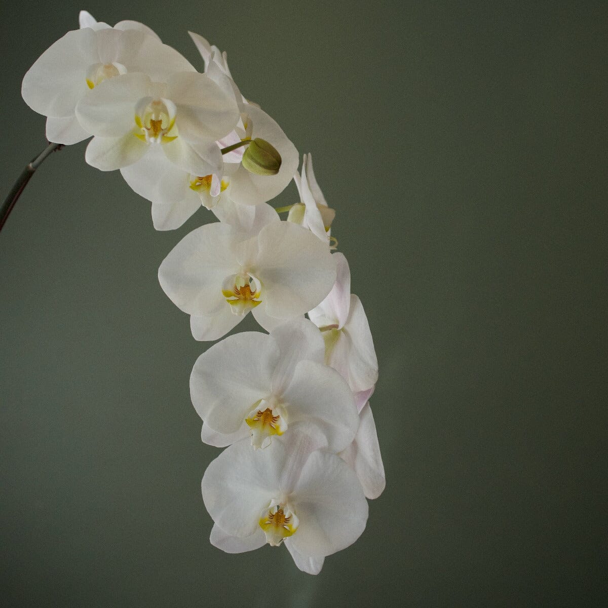 Phalaenopsis in Berg Kobenhavner Pot Hampers Brookfield Gardens 