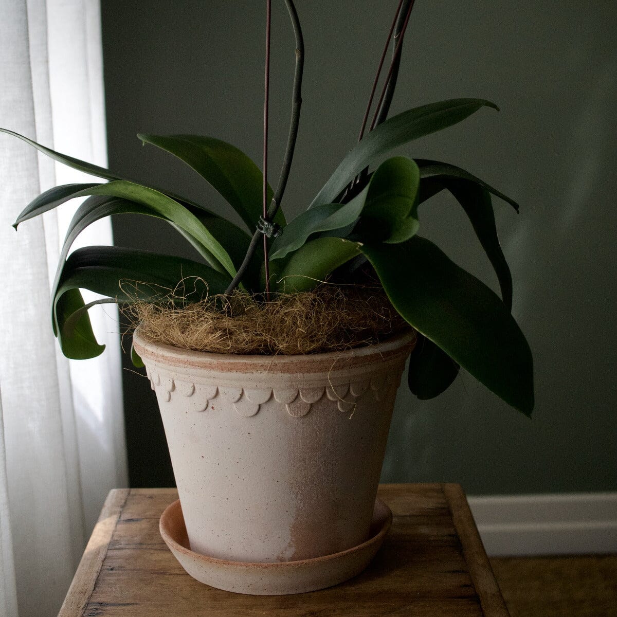 Phalaenopsis in Berg Kobenhavner Pot Hampers Brookfield Gardens 