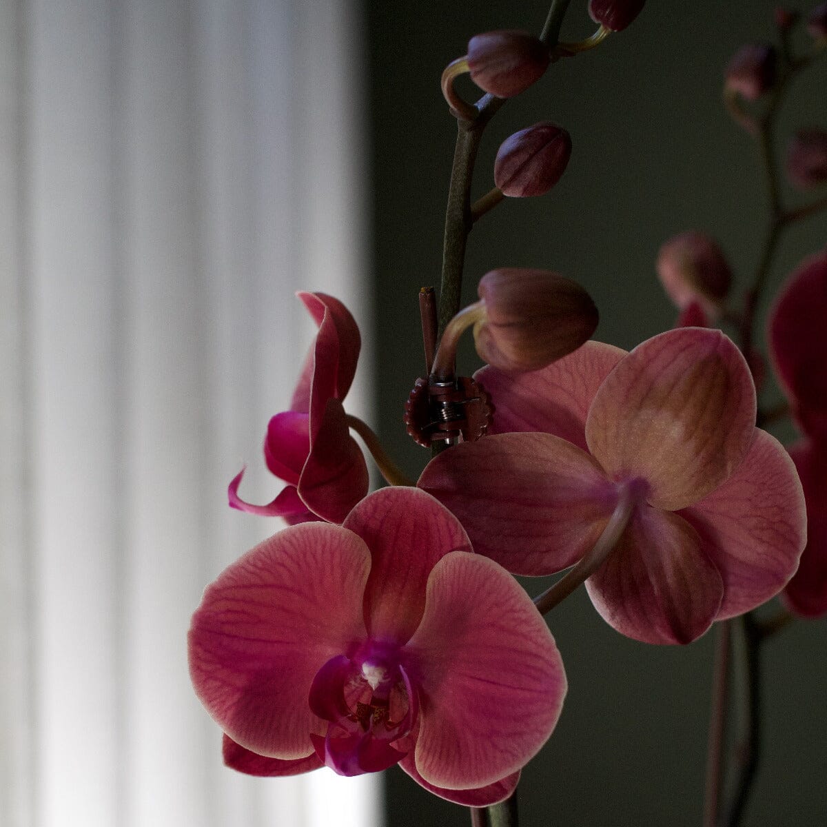 Phalaenopsis in Cabbage Pot Hampers Brookfield Gardens 