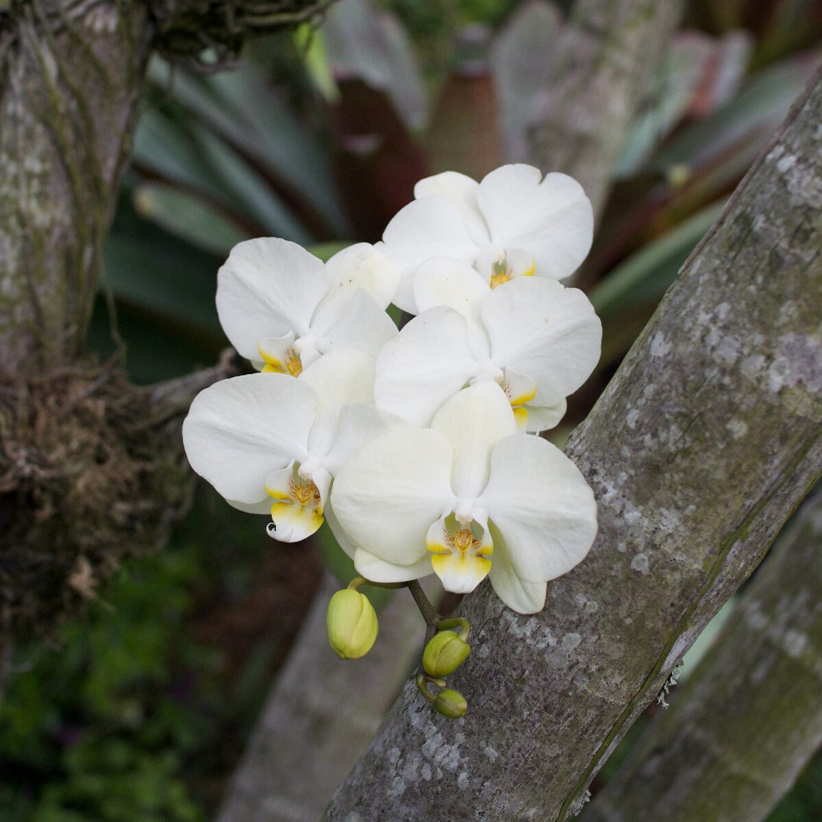 Phalaenopsis Orchid Brookfield Gardens 