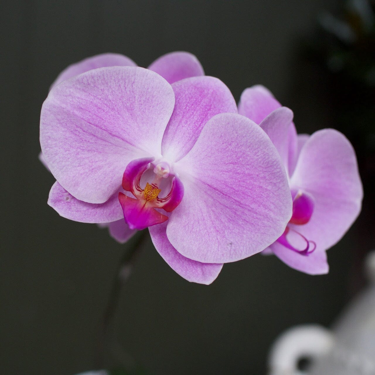 Phalaenopsis Orchid - new Brookfield Gardens 