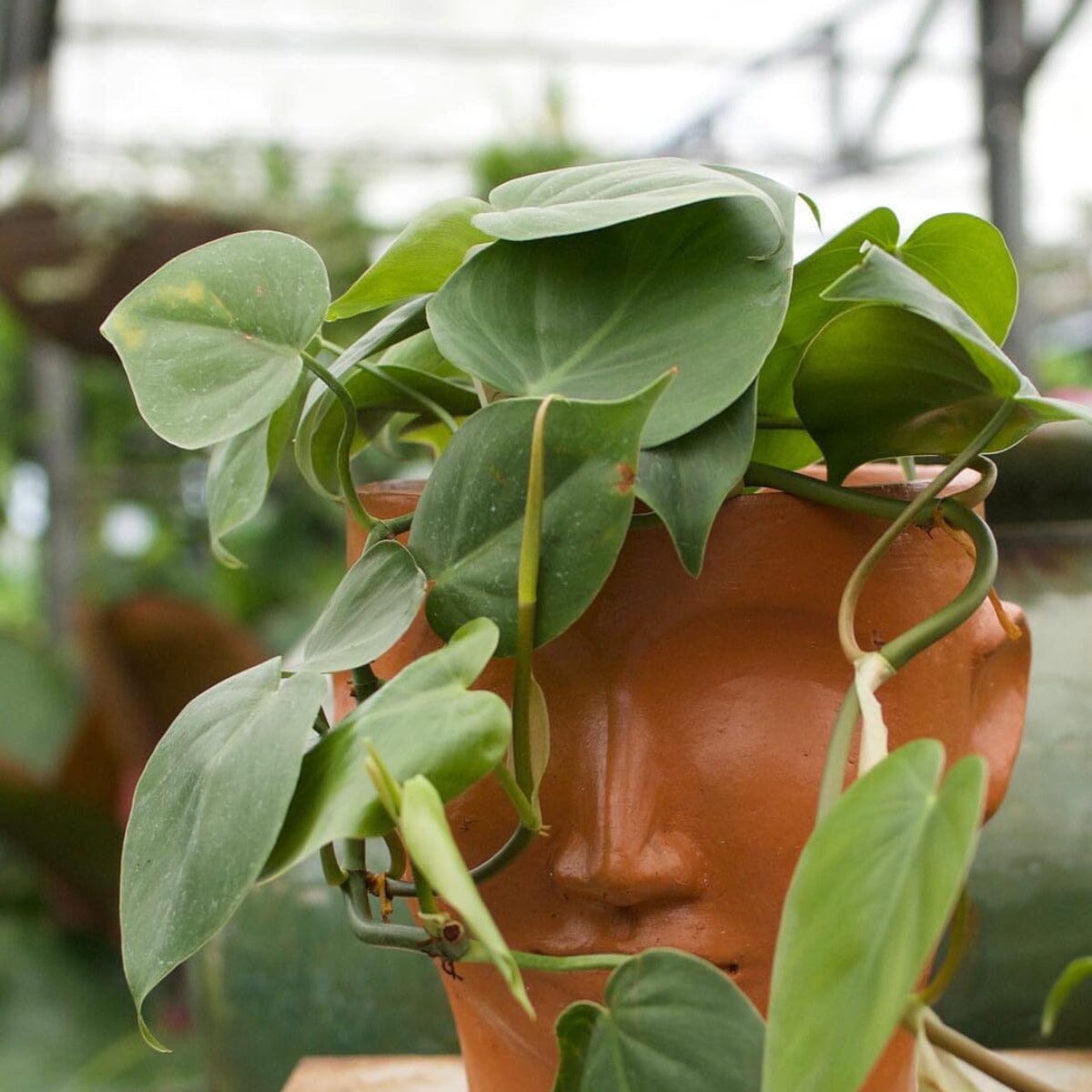 Philodendron cordatum Brookfield Gardens 