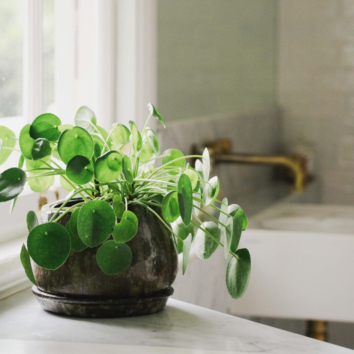 Pilea peppomioides Brookfield Gardens 