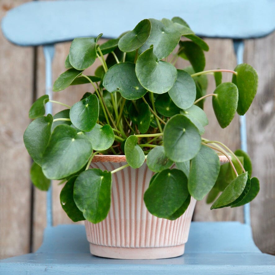 Pilea peppomioides Brookfield Gardens 