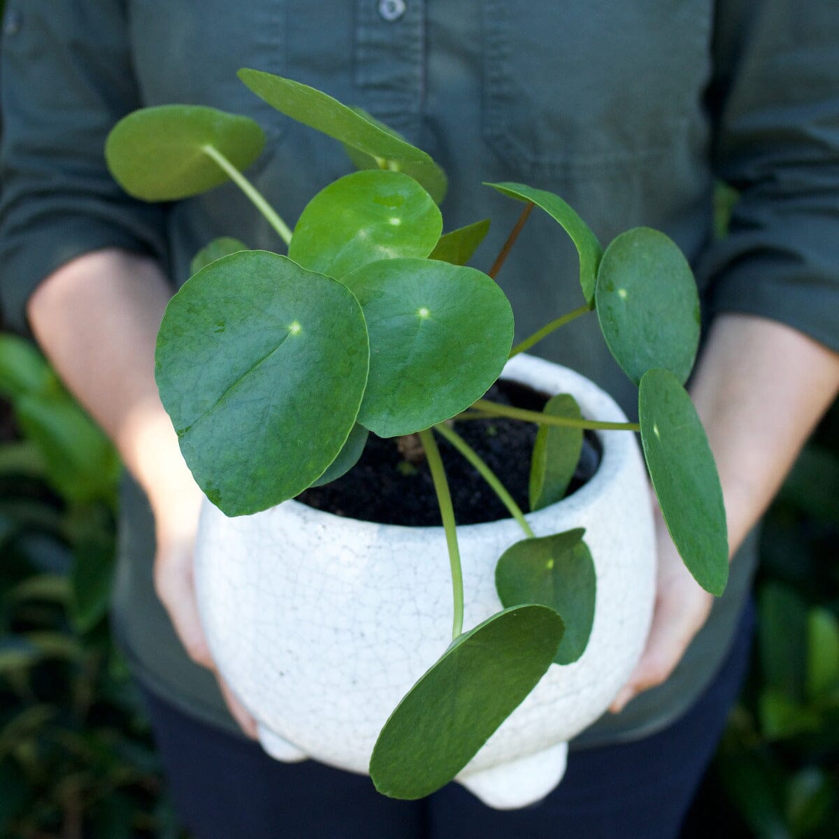 Pilea peppomioides Brookfield Gardens 