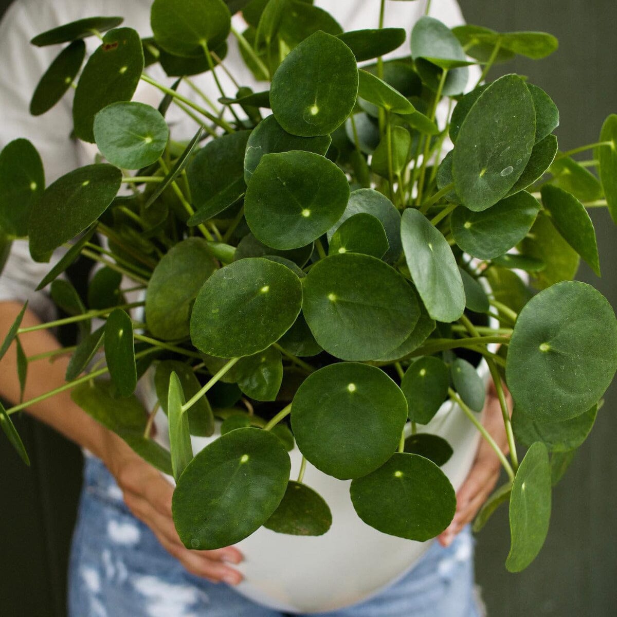 Pilea peppomioides Brookfield Gardens 