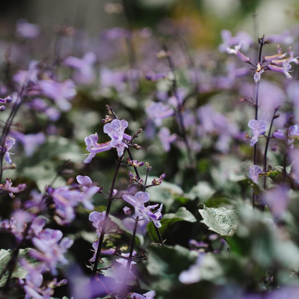 Plectranthus 'Mona Lavender' Brookfield Gardens 