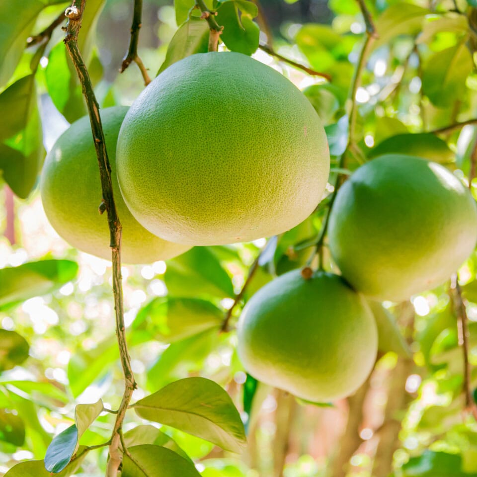 Pummelo, Pomelo, Citrus maxima Fruit Trees Brookfield Gardens 