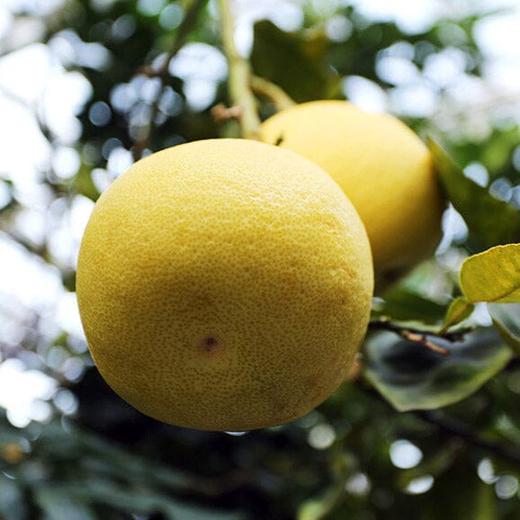 Pummelo, Pomelo, Citrus maxima Fruit Trees Brookfield Gardens 