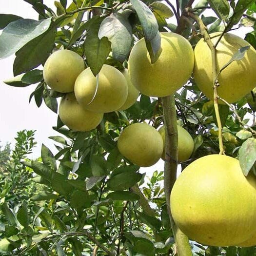 Pummelo, Pomelo, Citrus maxima Fruit Trees Brookfield Gardens 