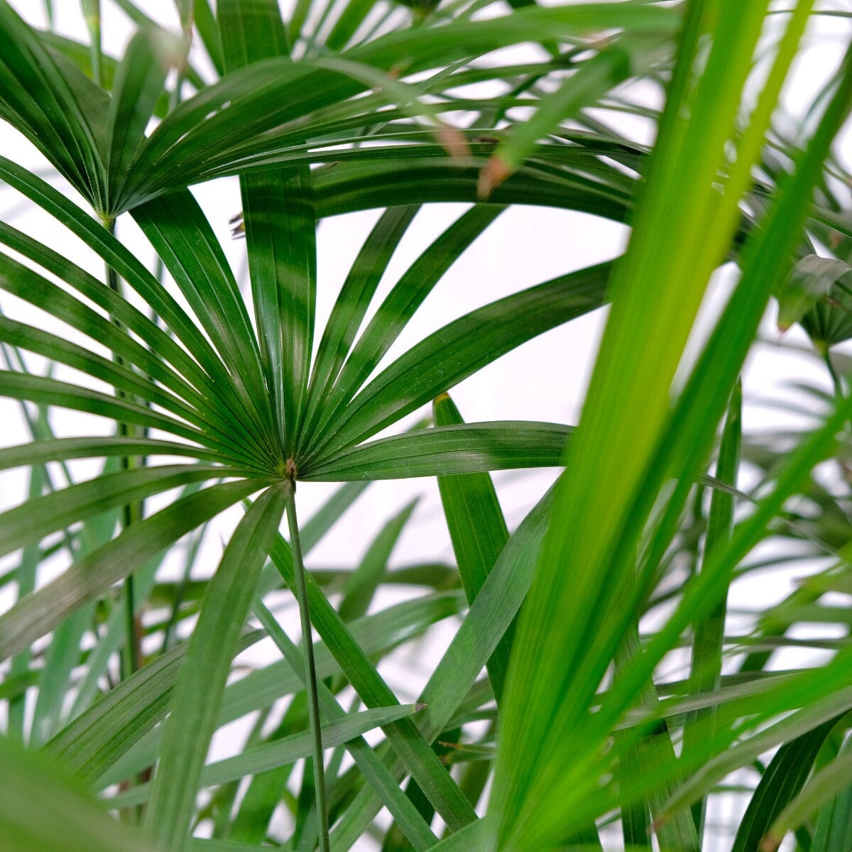 Rhapis excelsa, Lady Palm Brookfield Gardens 