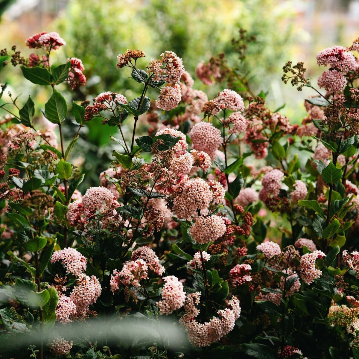 Rondeletia amoena Brookfield Gardens 