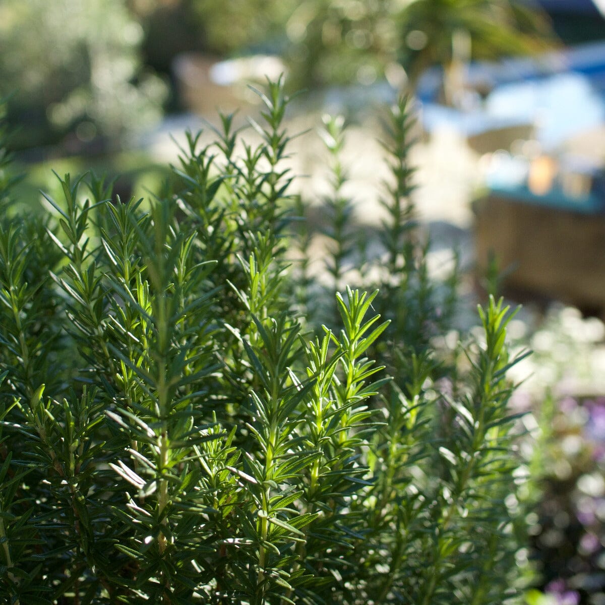 Rosemary Brookfield Gardens 