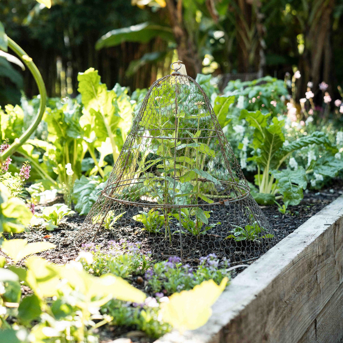 Shop round garden cloches online at Brookfield Gardens. Protect vegetables and plants from possums in Brisbane with easy plant protection covers.