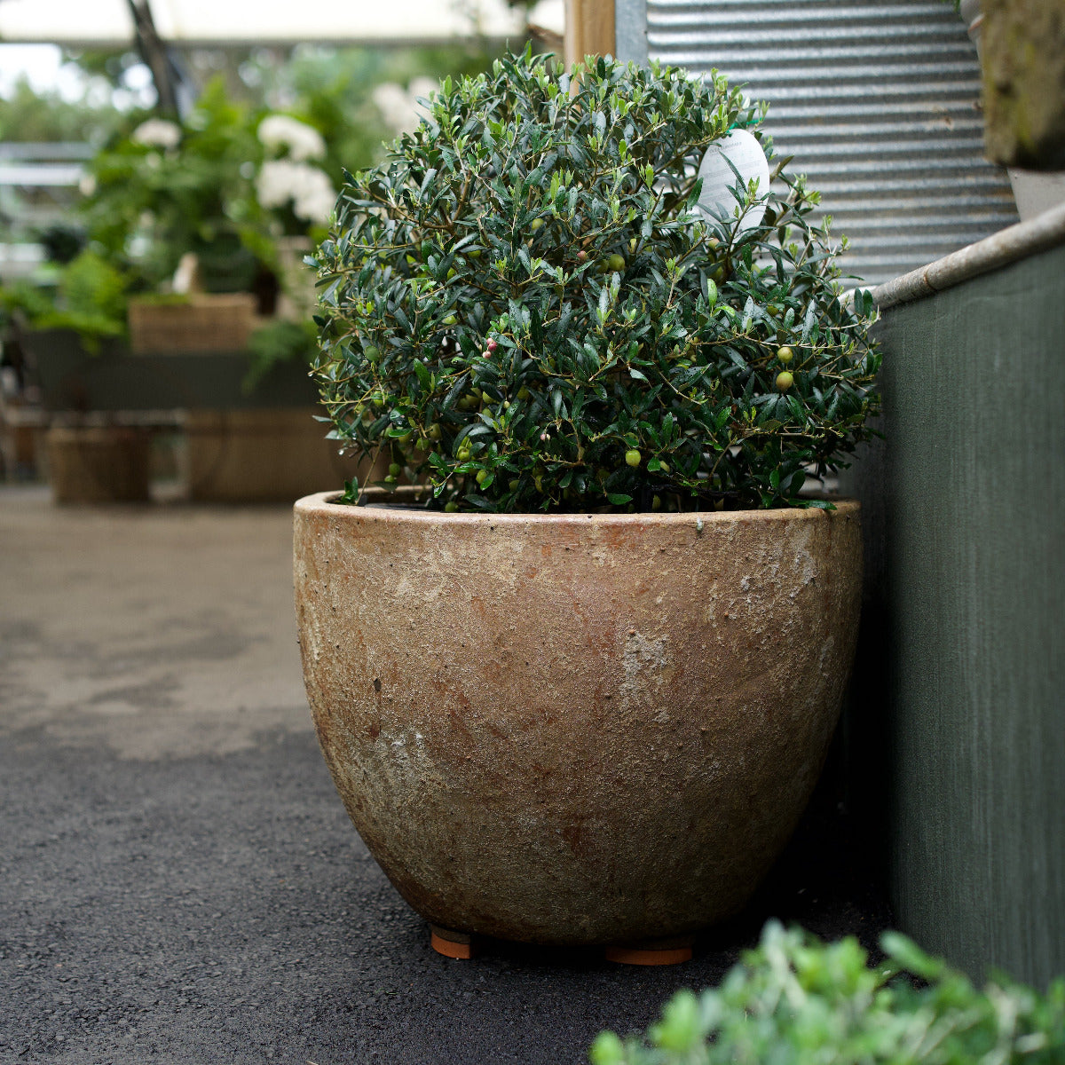 Rustica Planter with aged terracotta-style finish paired with clipped olive tree at Brookfield Gardens Brisbane