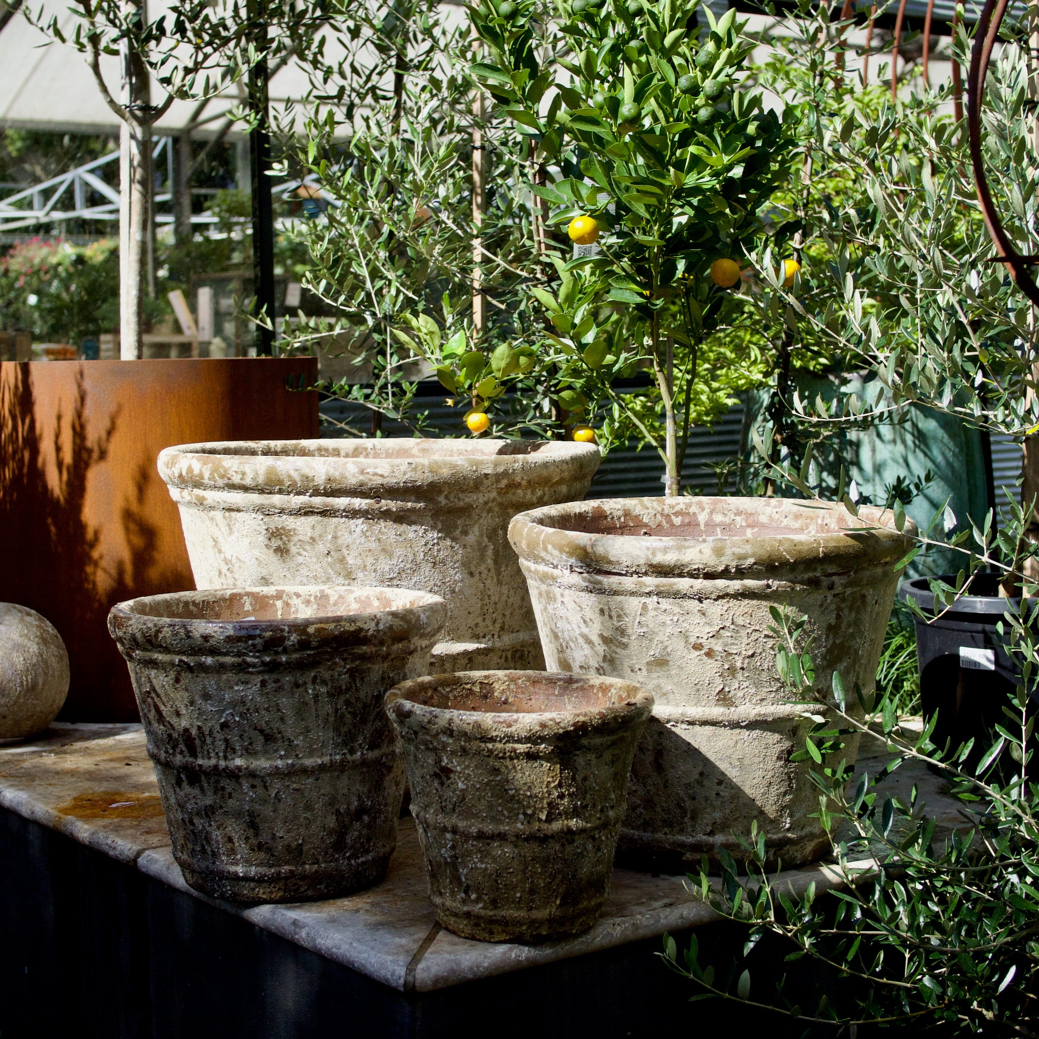 Rustica Roll Rim Pot Pots - Atlantis Brookfield Gardens 