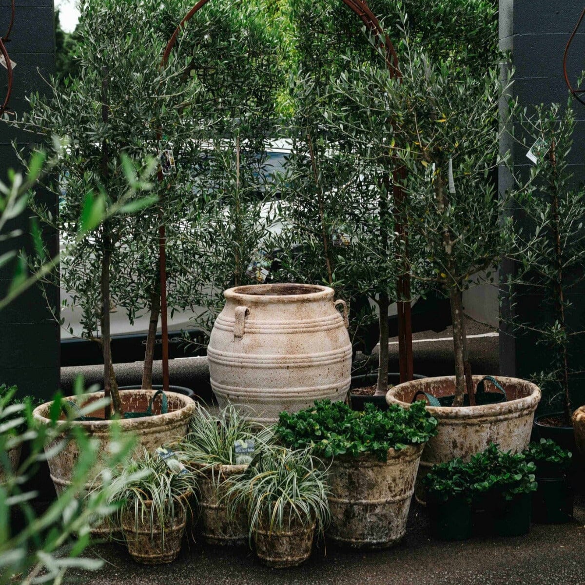 Rustica Roll Rim Pot Pots - Atlantis Brookfield Gardens 