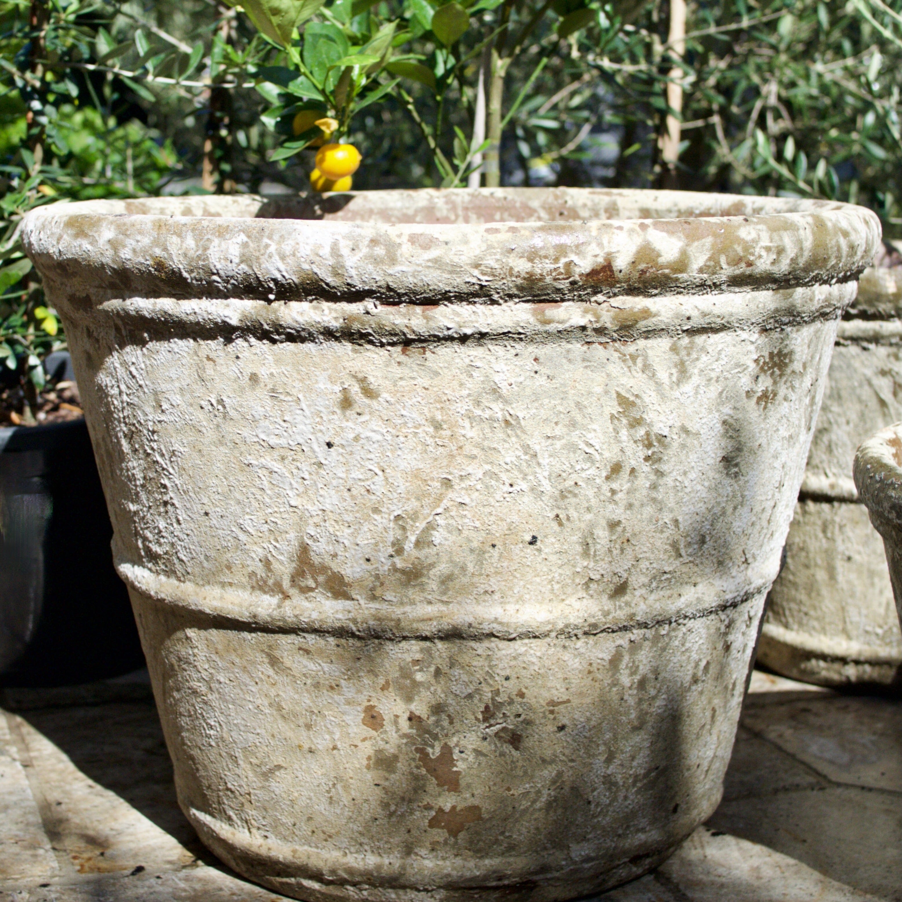 Rustica Roll Rim Pot Pots - Atlantis Brookfield Gardens 