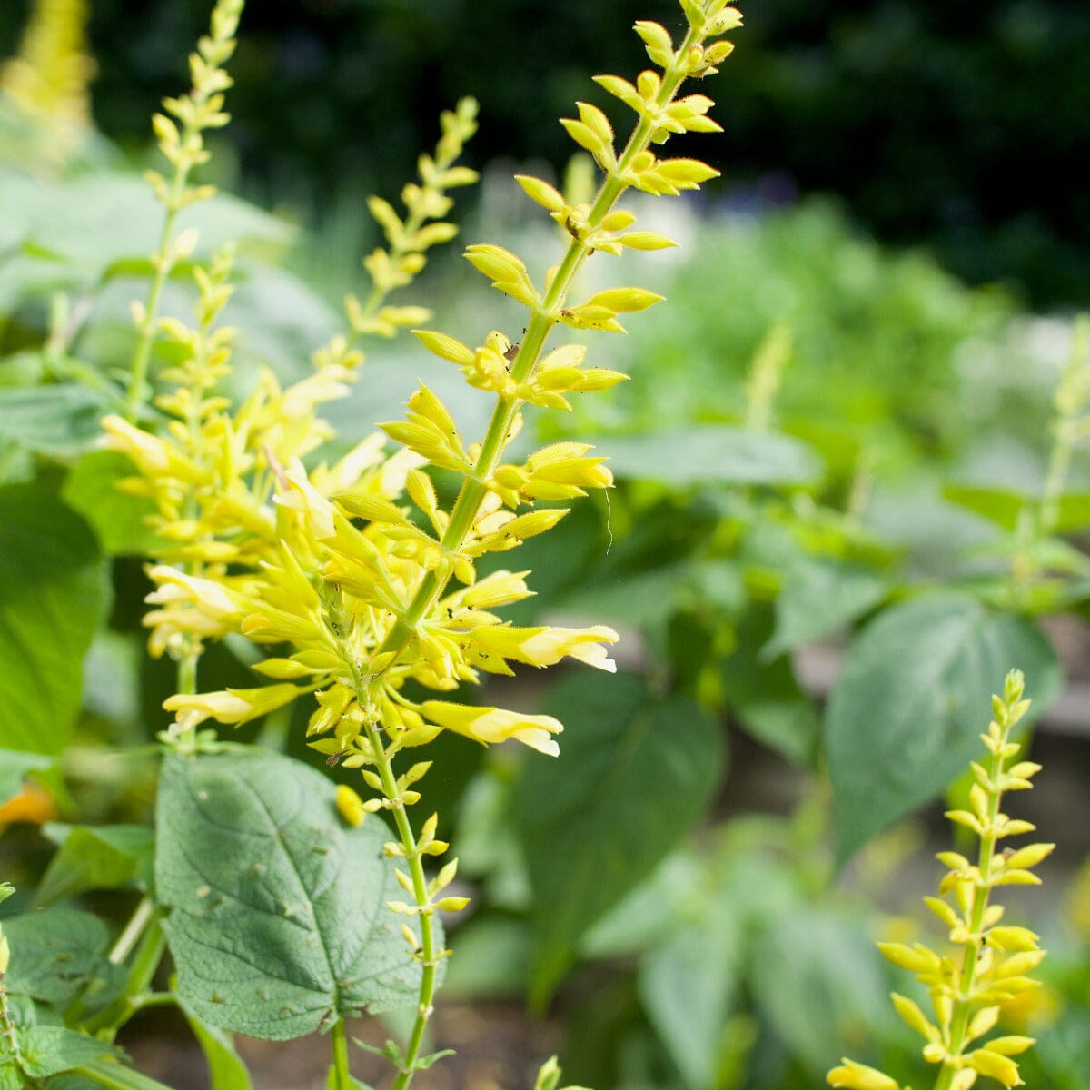 Salvia Brookfield Gardens 