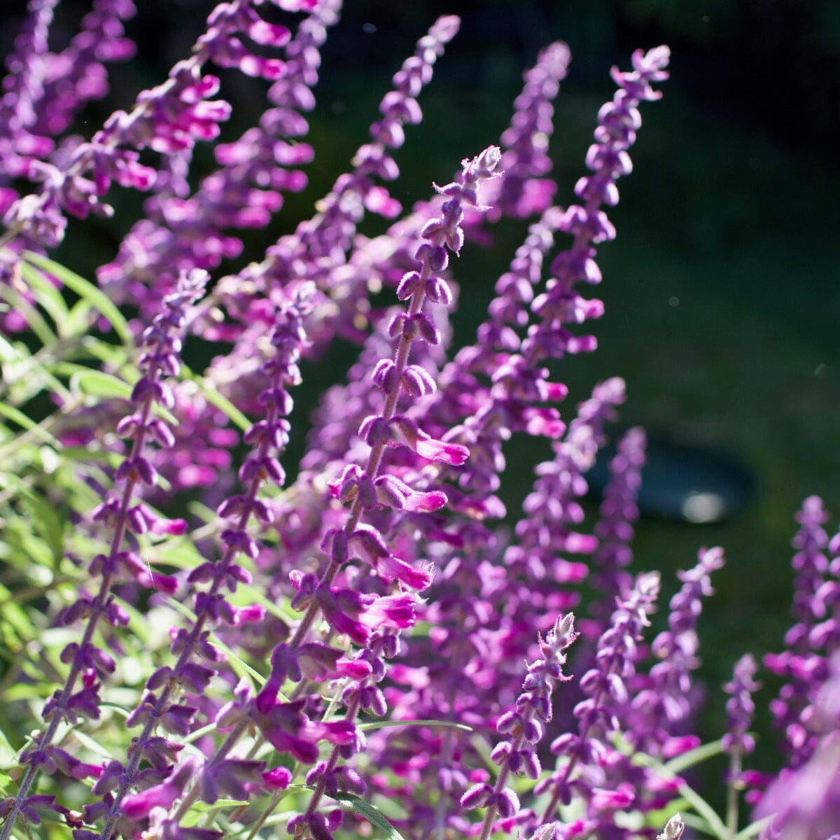 Salvia Brookfield Gardens 