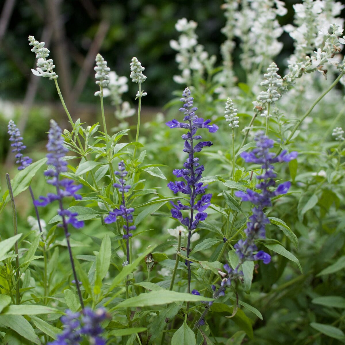 Salvia Brookfield Gardens 