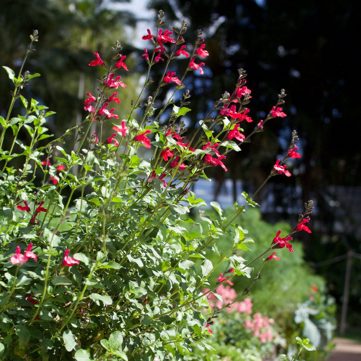 Salvia Brookfield Gardens 