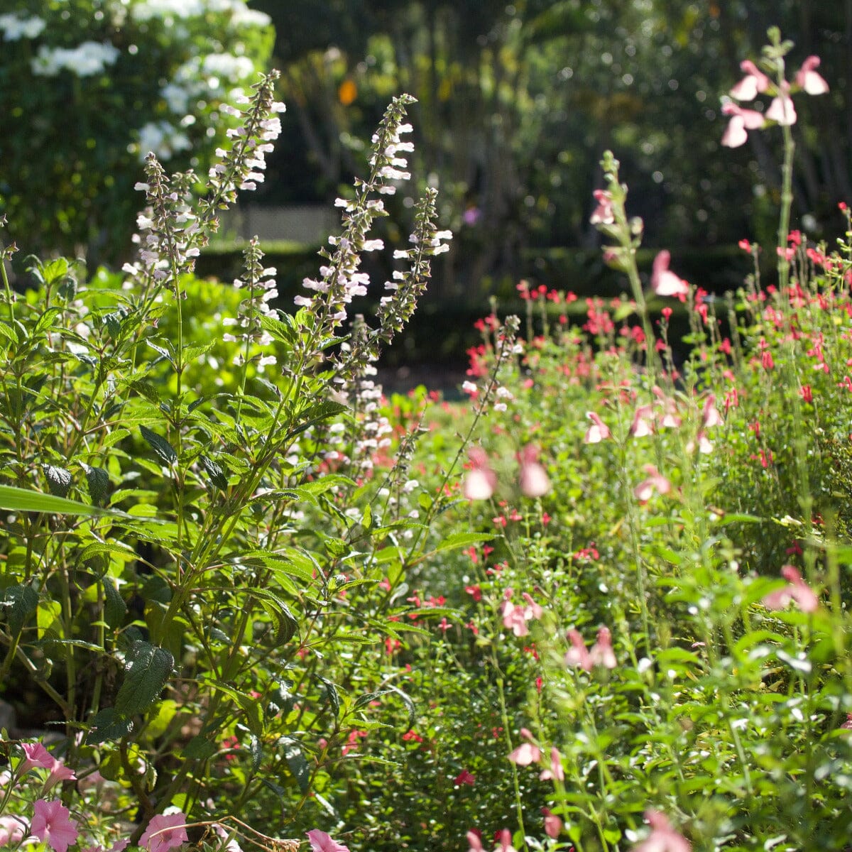 Salvia Brookfield Gardens 