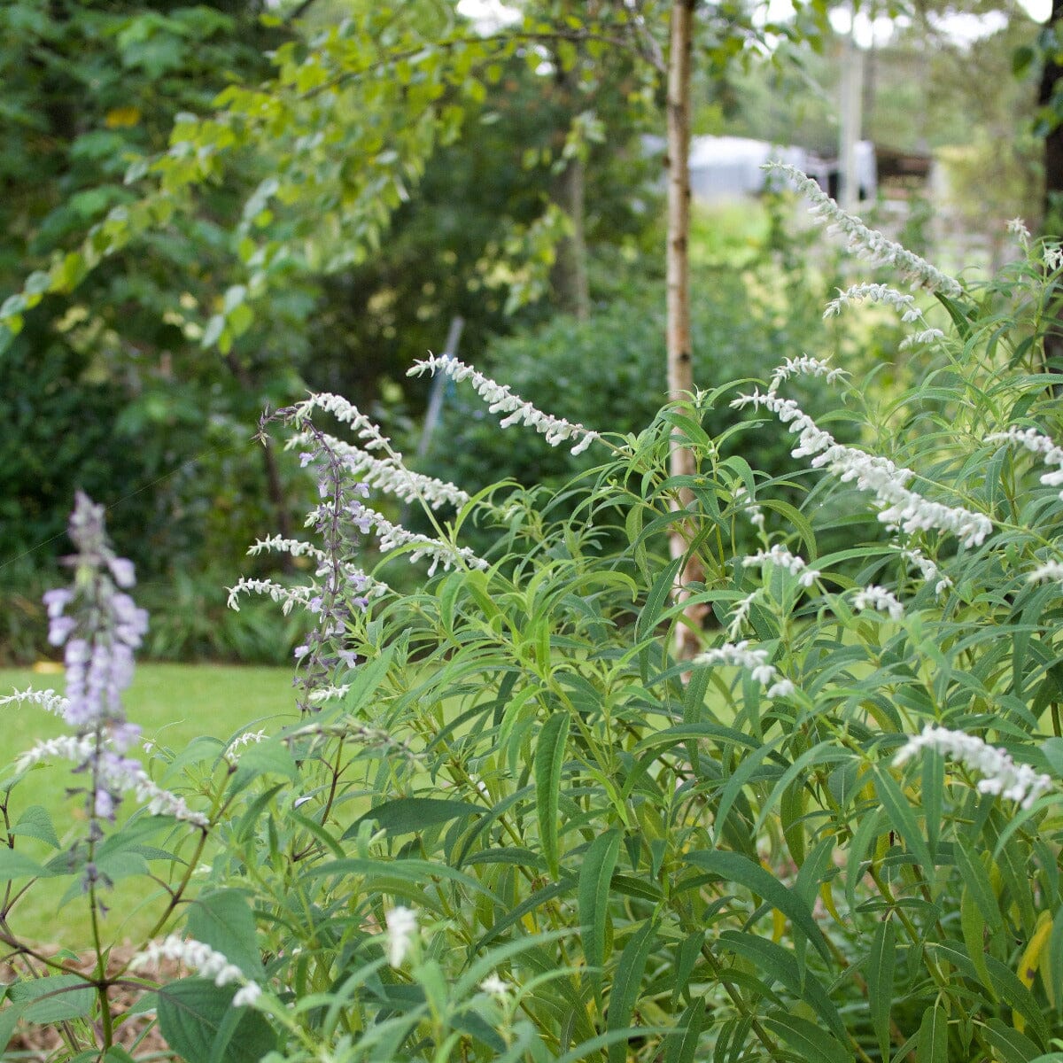 Salvia Brookfield Gardens 