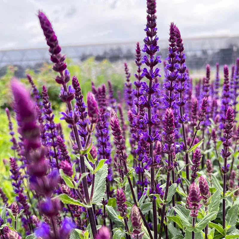 Salvia 'Caradonna'
