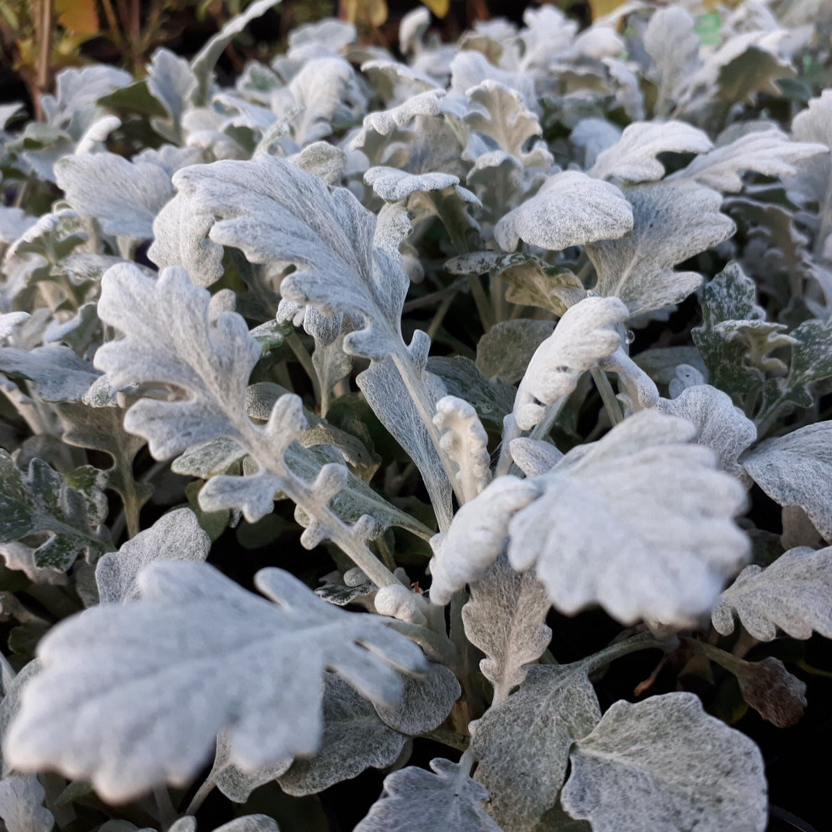 Senecio cineraria 'Silver Dust' Brookfield Gardens 