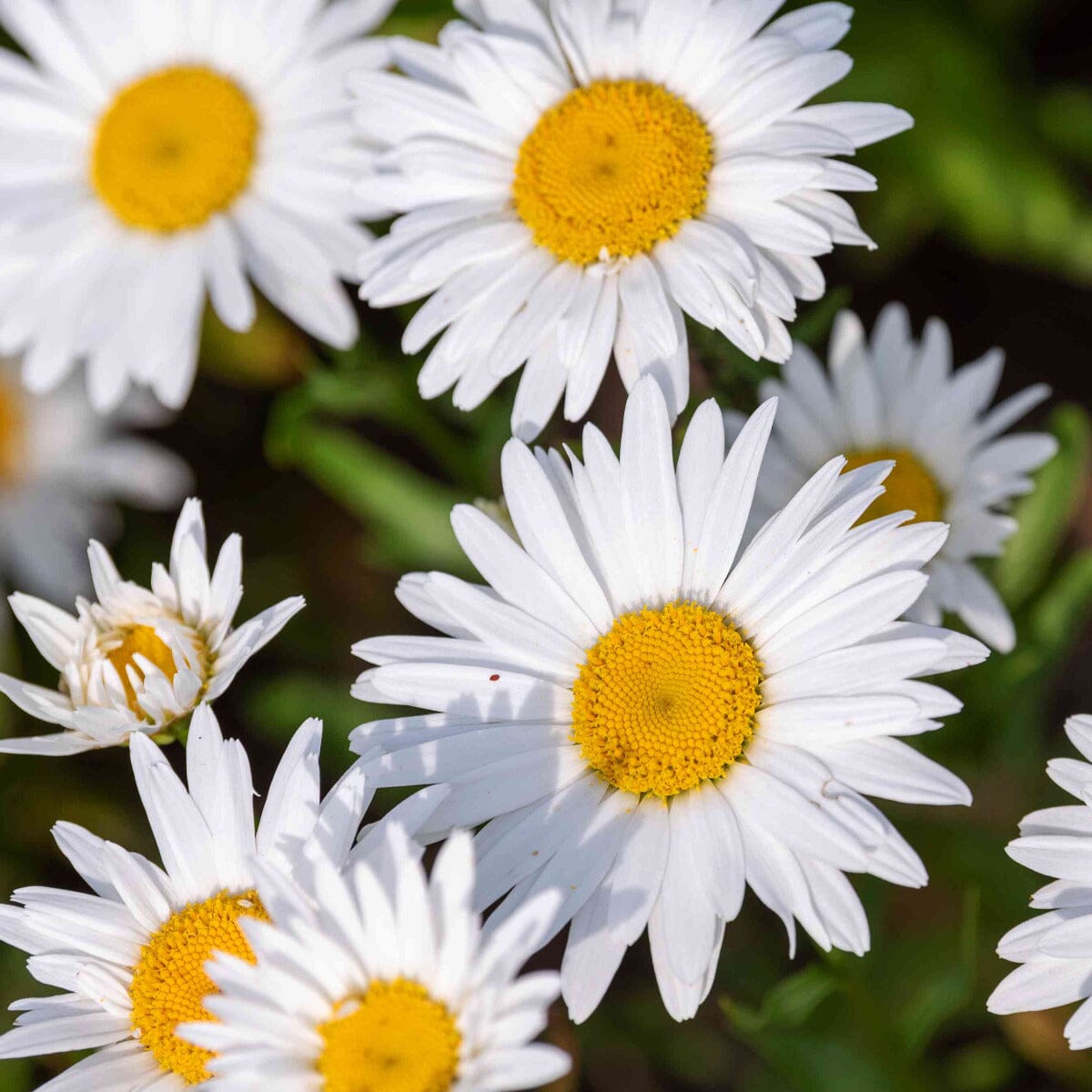 Shasta Daisy Brookfield Gardens 