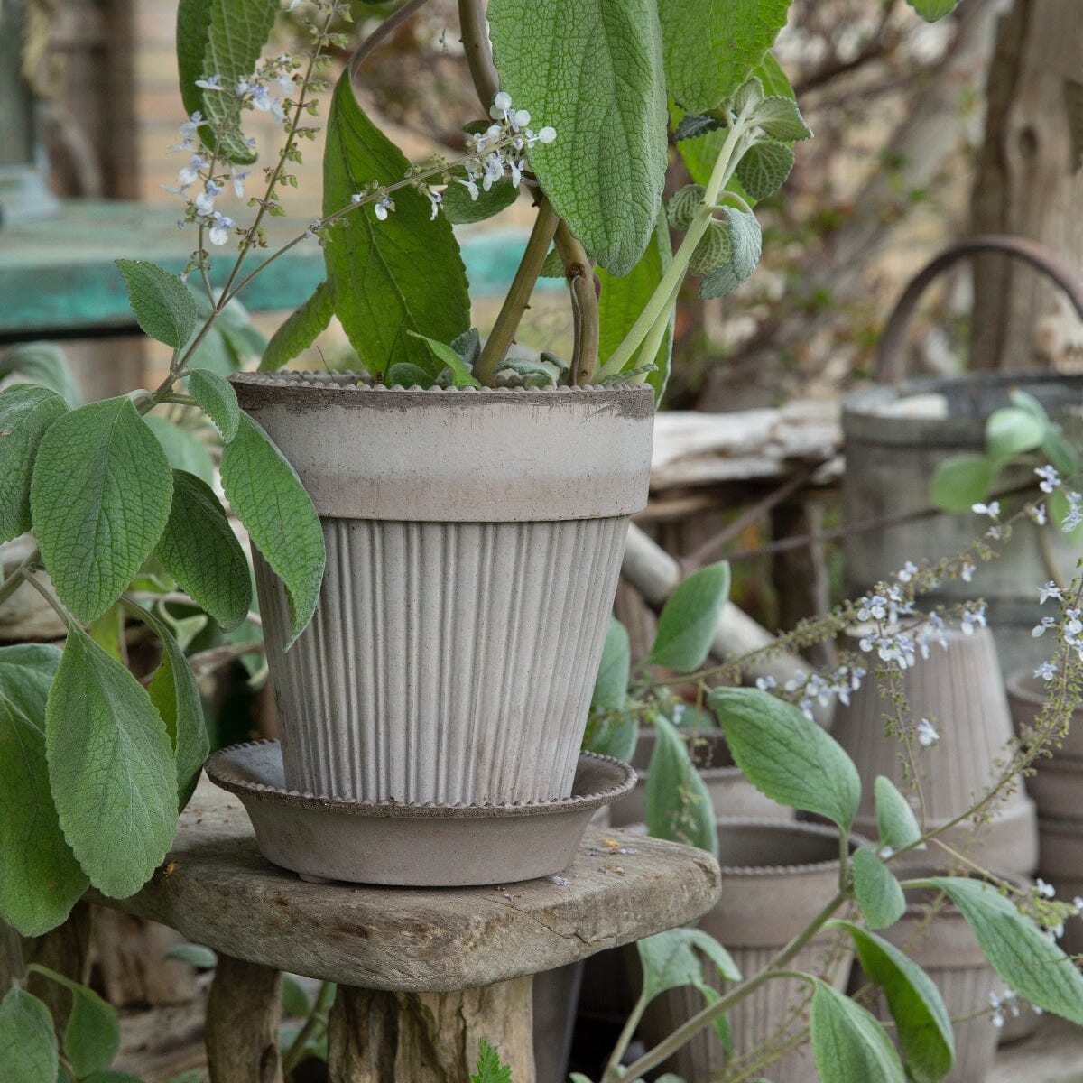 Simona Grey inc Saucer Pots - Berg Berg 