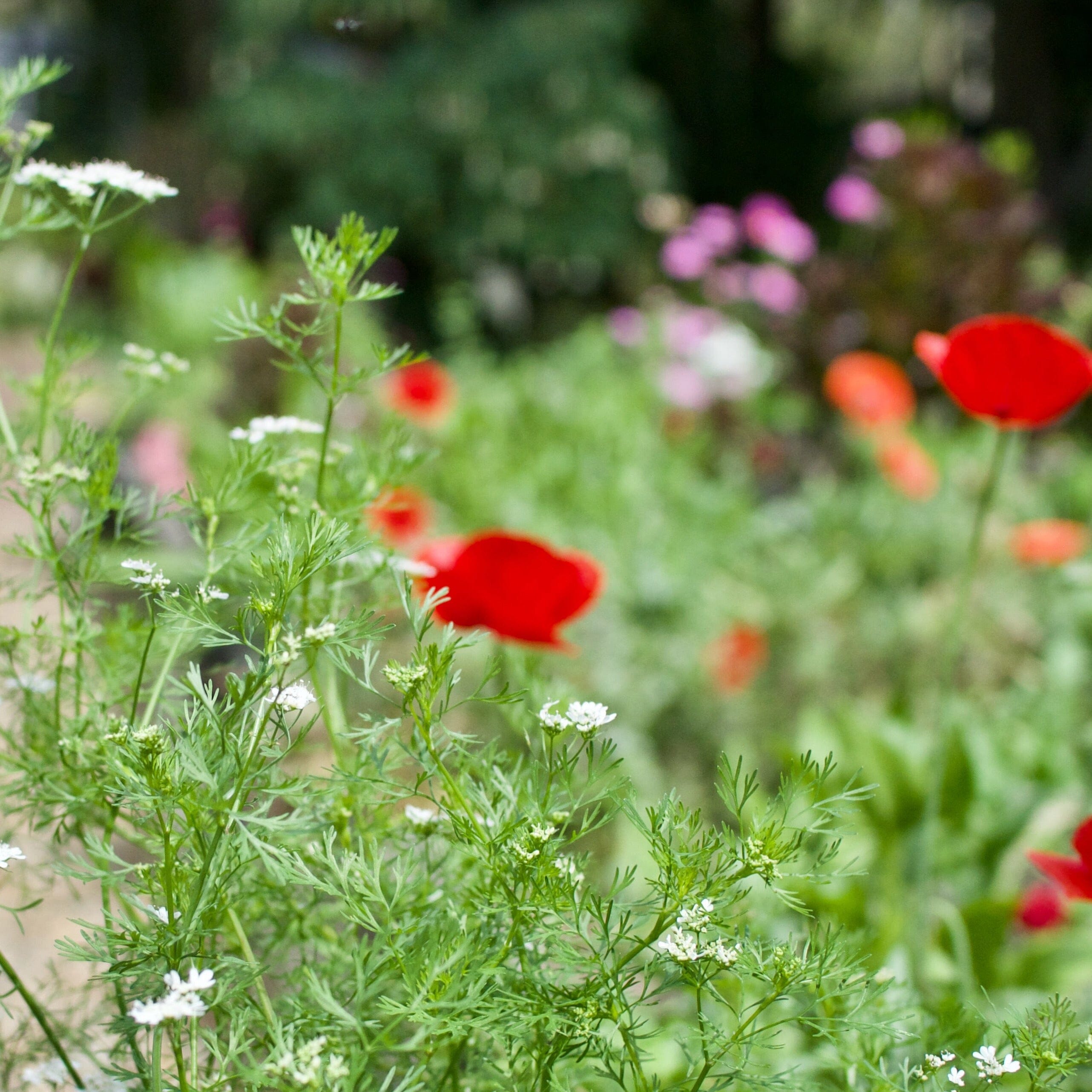 Sip & Stroll Through the Garden Workshop Brookfield Gardens 