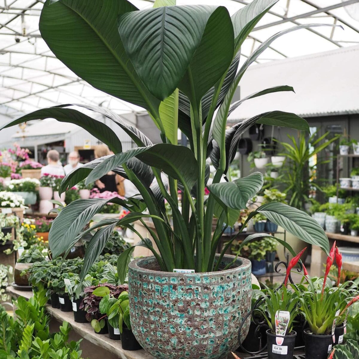 Spathiphyllum Sensation Brookfield Gardens 