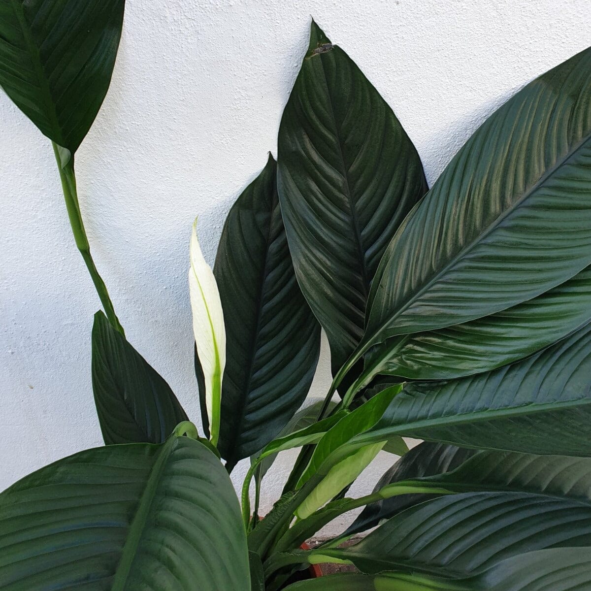 Spathiphyllum Sensation Brookfield Gardens 