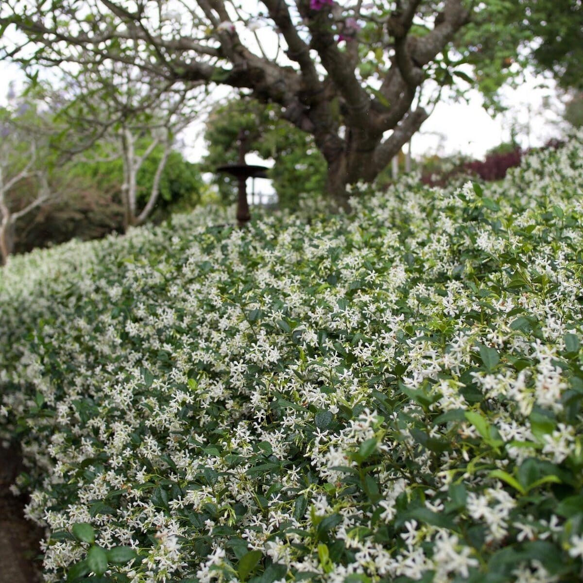 Star Jasmine Brookfield Gardens 