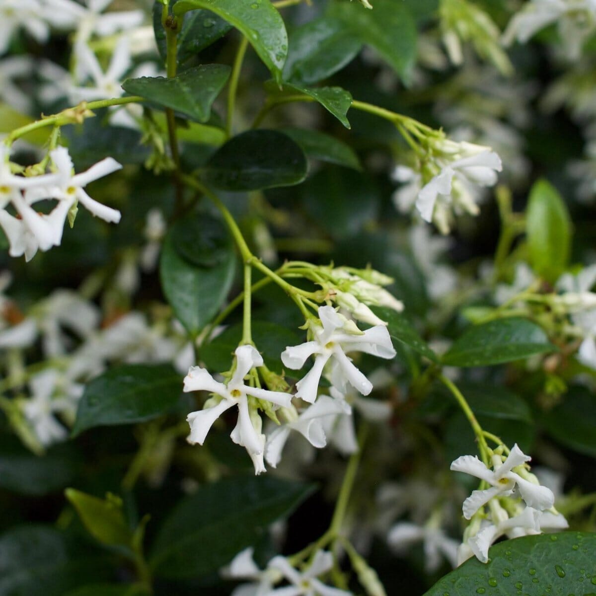 Star Jasmine Brookfield Gardens 