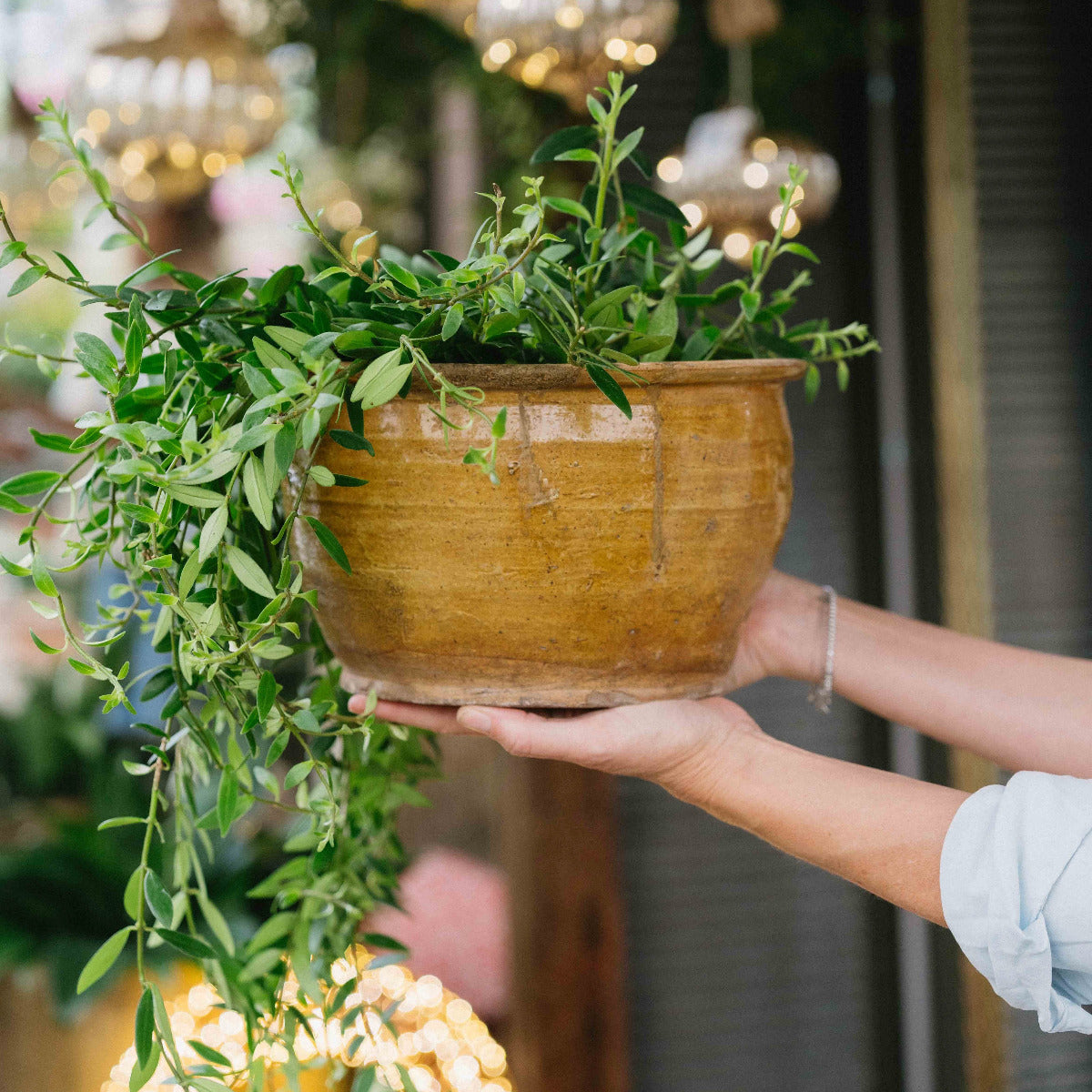 Mustard glazed terracotta bowl with a rounded shape and rustic aged finish, styled with cascading green foliage at Brookfield Gardens.