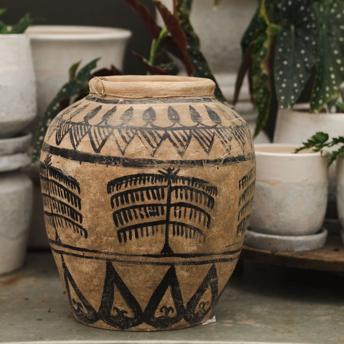 Terracotta Pot Palm Combo