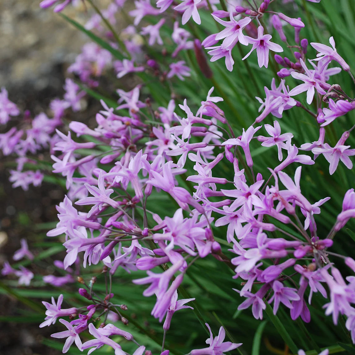 Tulbaghia violacea 'Society Garlic' Brookfield Gardens 