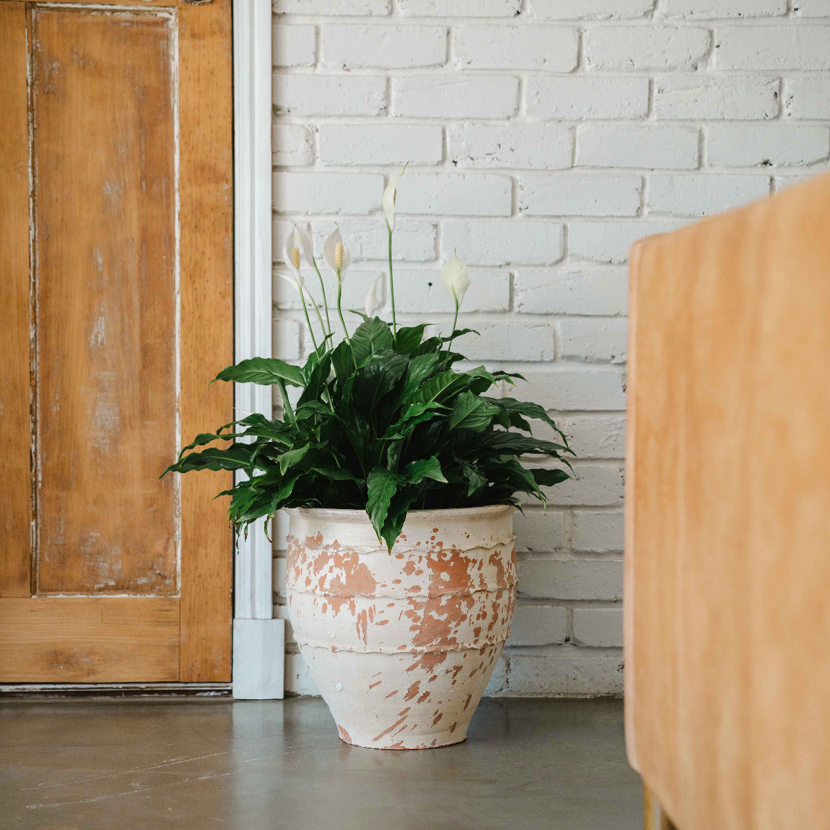 Aged Turkish terracotta planter with lime-washed patina styled with greenery indoors.