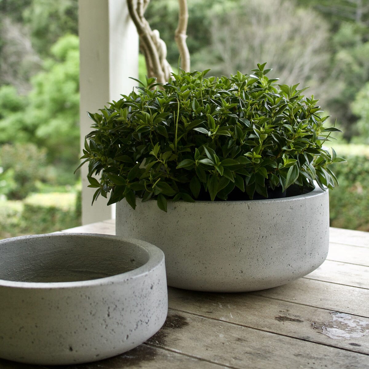 Urban Low Bowl Pots - Terrazzo Brookfield Gardens 