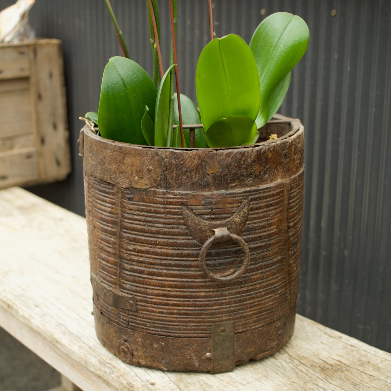 A potted orchid with vibrant green leaves in a rustic, weathered brown wooden planter with a metal ring handle, sitting on a light wooden table against a dark corrugated metal background.