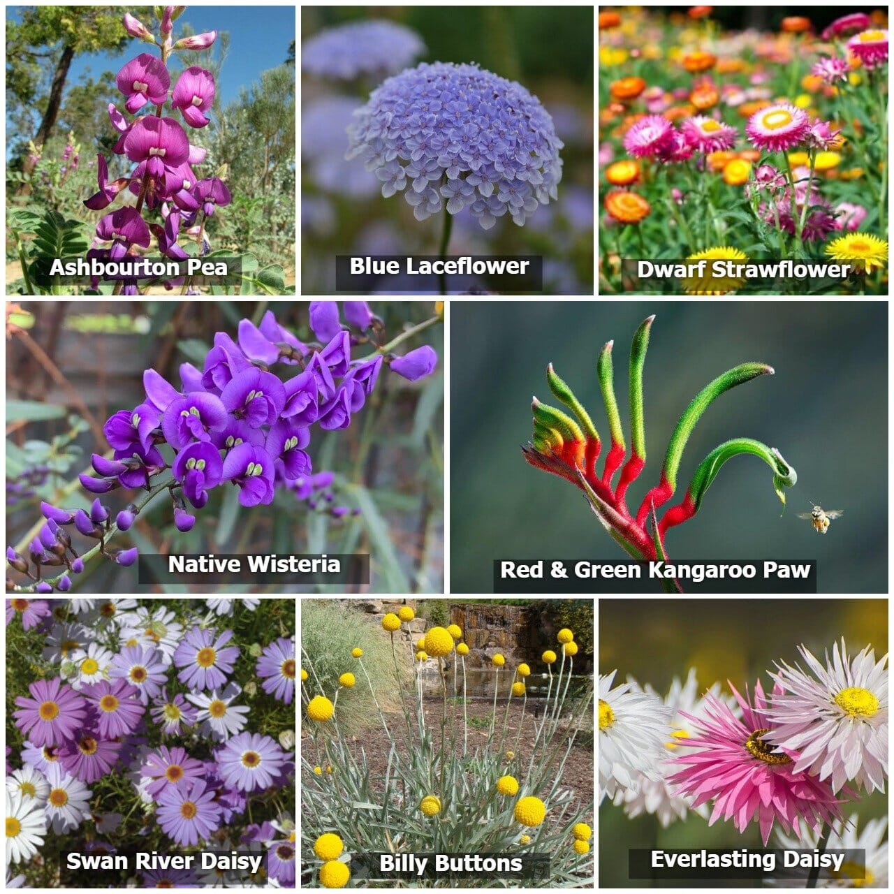 Wildflowers for Native Pollinators Gift - Ornaments Brookfield Gardens 