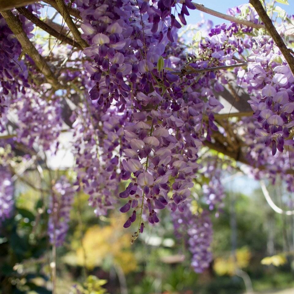 Wisteria sinensis Brookfield Gardens 