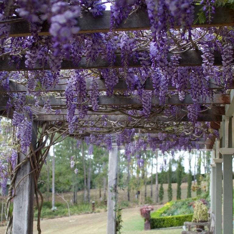 Wisteria sinensis Brookfield Gardens 