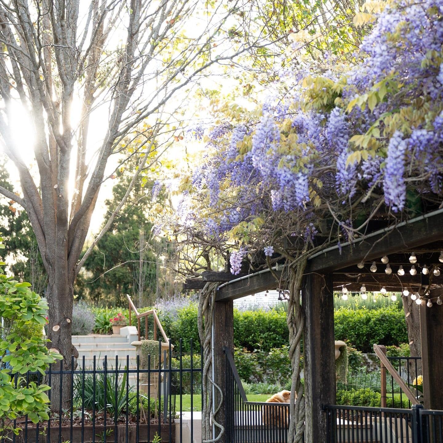 Wisteria sinensis Brookfield Gardens 