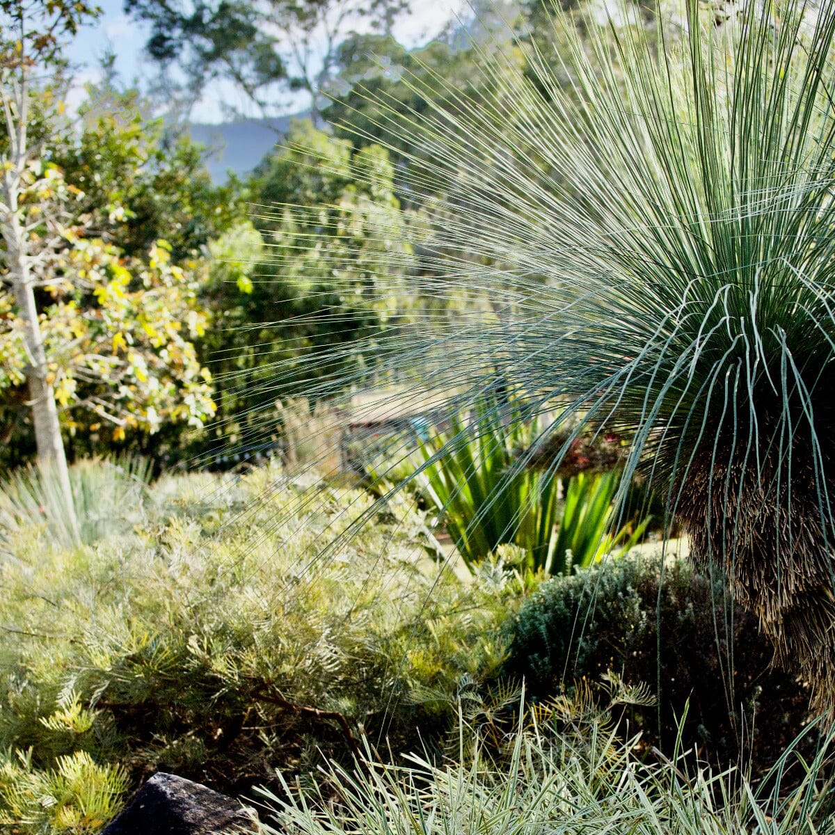 Xanthorrhoea, Grass Trees Brookfield Gardens 