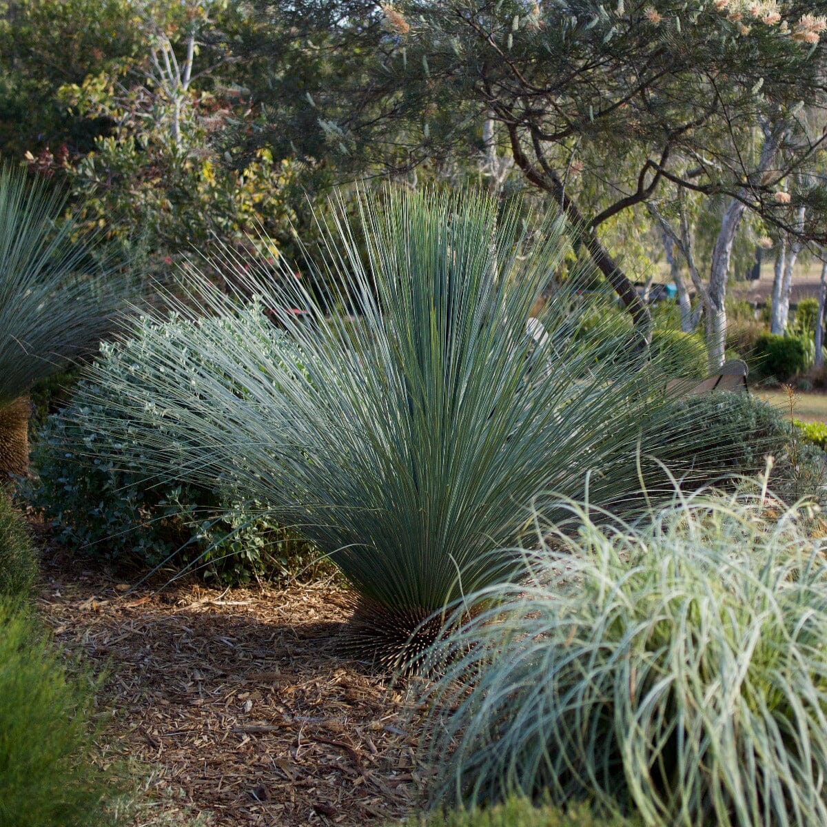 Xanthorrhoea, Grass Trees Brookfield Gardens 